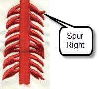 vigil sash identification